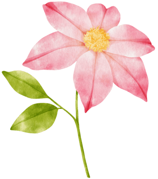 Pink clematis flowers watercolor illustration png