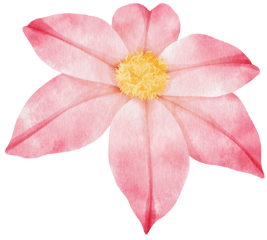 Pink clematis flowers watercolor illustration png