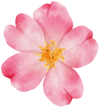 Pink flowers watercolor illustration png