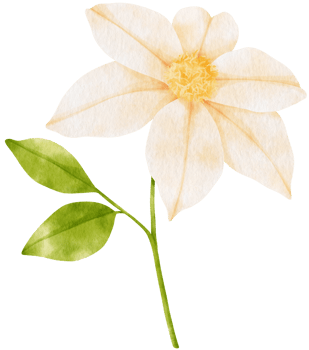 White clematis flowers watercolor illustration png
