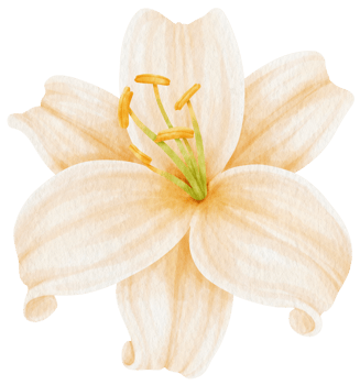 White lily flowers watercolor illustration png