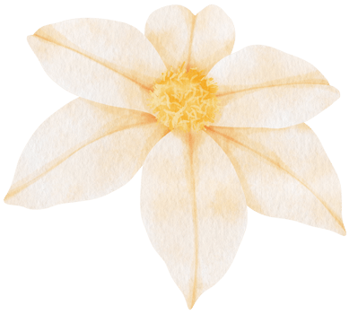 White clematis flowers watercolor illustration png