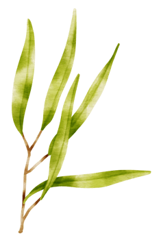 Branch of Green Leaf watercolor style for Decorative Element png