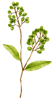 Branch of Green Leaf  watercolor style for Decorative Element png