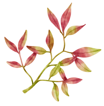 Branch of pink autumn Leaf  watercolor style for Decorative Element png