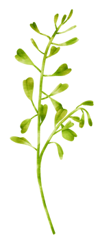 Branch of Green Leaf watercolor style for Decorative Element png