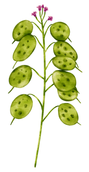 Branch of Green Leaf watercolor style for Decorative Element png