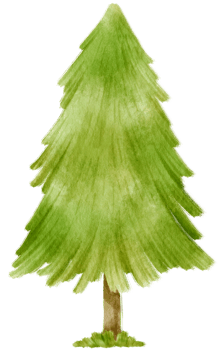 Pine Tree watercolor illustration for Decorative Element png