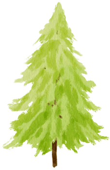 Pine Tree watercolor illustration for Decorative Element png