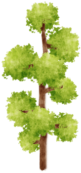 Tree watercolor illustration for Decorative Element png
