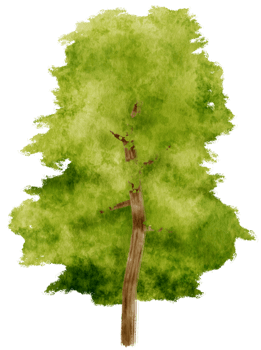 Tree watercolor illustration for Decorative Element png