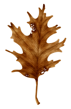 dry Autumn Leaf  watercolor style for Decorative Element png