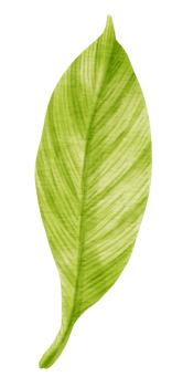 Tropical Green Leaf  watercolor style for Decorative Element png