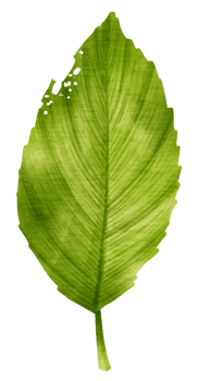 Tropical Green Leaf  watercolor style for Decorative Element png