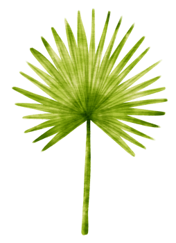 Tropical palm Leaf  watercolor style for Decorative Element png