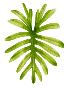 Tropical Green Leaf  watercolor style for Decorative Element png