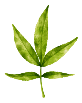 Tropical Green Leaf  watercolor style for Decorative Element png