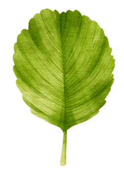Tropical Green Leaf  watercolor style for Decorative Element png