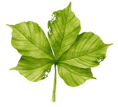 Tropical Green Leaf  watercolor style for Decorative Element png