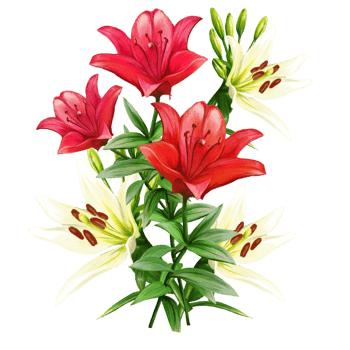 bouquet of flowers of multicolored lilies, daylily illustration png