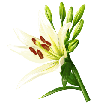 blooming white lily flower illustration png
