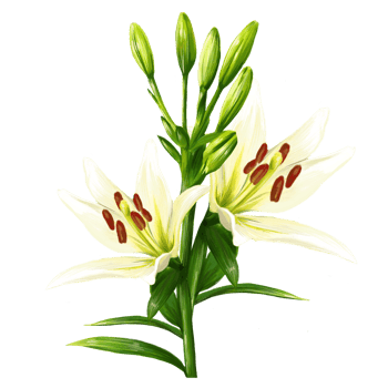 bouquet of white lily flowers, daylily illustration png