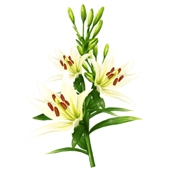 bouquet of white lily flowers, daylily illustration png