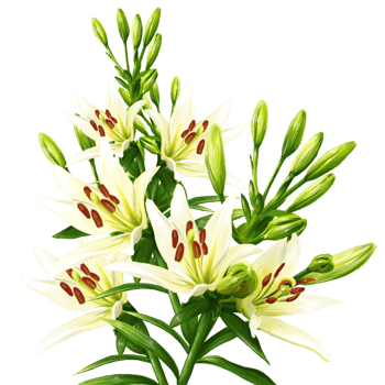 bouquet of white lily flowers, daylily illustration png