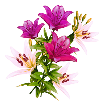 bouquet of flowers of multicolored lilies, daylily illustration png
