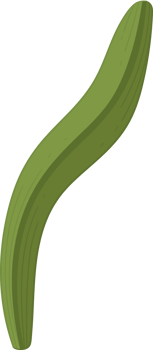 bluebell leaf illustration. png