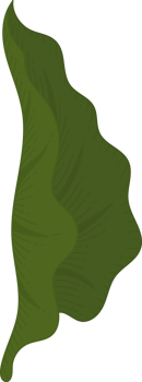 calla lily leaf hand drawn illustration. png