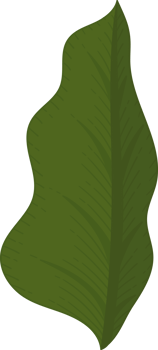 calla lily leaf hand drawn illustration. png
