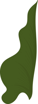 calla lily leaf hand drawn illustration. png