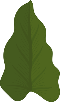 calla lily leaf hand drawn illustration. png