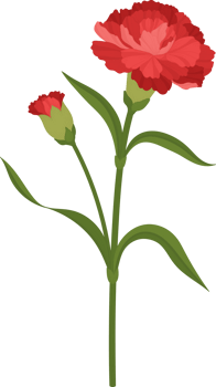 red carnation flower hand drawn illustration. png