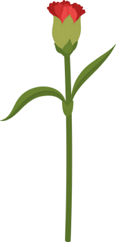 red carnation flower hand drawn illustration. png