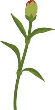red carnation flower hand drawn illustration. png