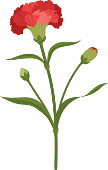 red carnation flower hand drawn illustration. png