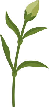 red carnation flower hand drawn illustration. png