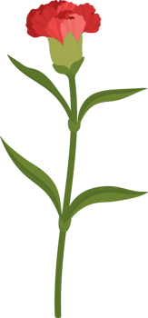 red carnation flower hand drawn illustration. png