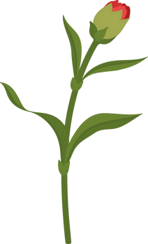 red carnation flower hand drawn illustration. png
