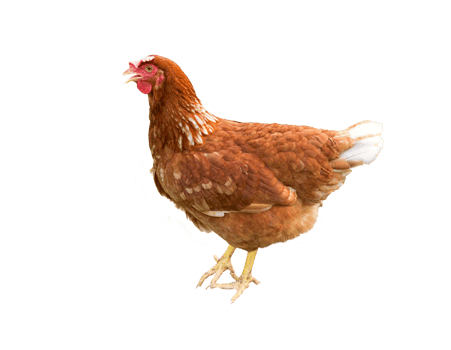 Brown hen isolated on a white background png
