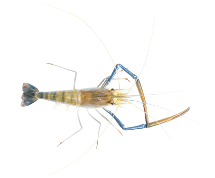 Fresh prawns, river prawns that live in freshwater, natural tropics, river prawns that live in freshwater, natural tropics Top view. png