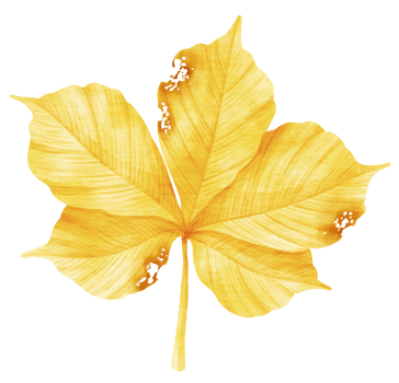Autumn yellow Leaf  watercolor style for Decorative Element png