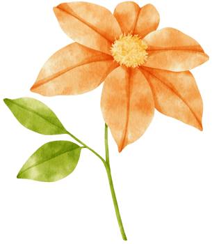 Orange clematis flowers watercolor illustration png