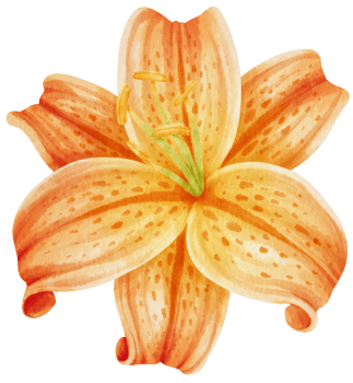 Orange lily flowers watercolor illustration png
