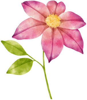 Purple clematis flowers watercolor illustration png