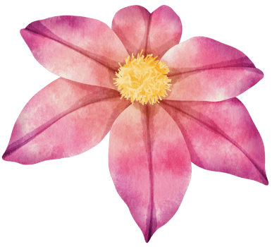 Purple clematis flowers watercolor illustration png