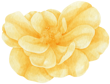 Yellow rose flowers watercolor illustration png