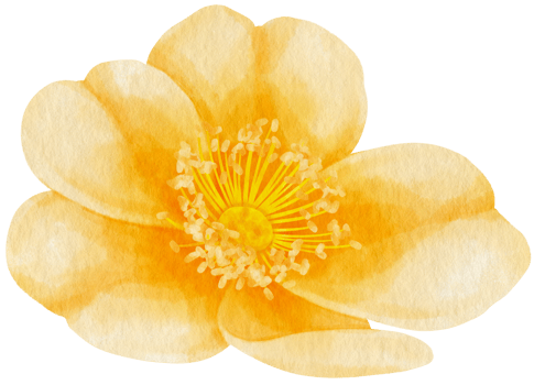 Yellow rose flowers watercolor illustration png